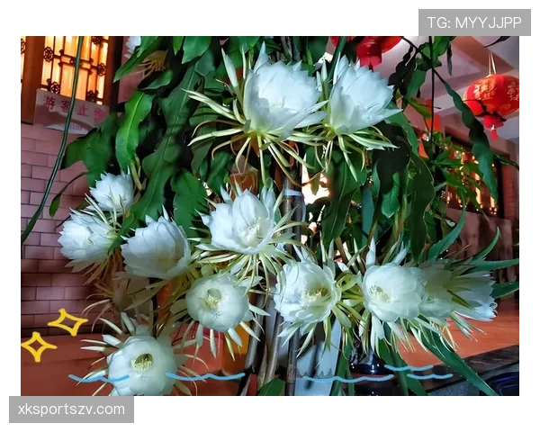 巴尔科拉是否昙花一现：高光表现能否持续？